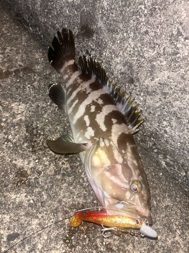 クエの釣果