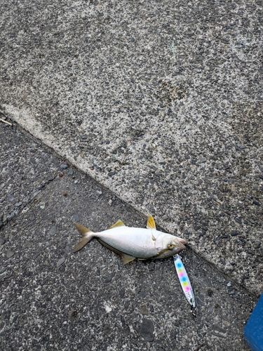 ショゴの釣果