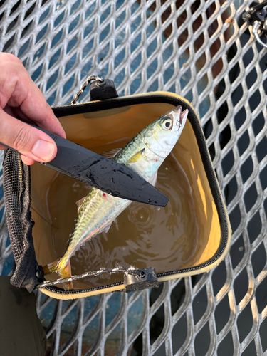 サバの釣果