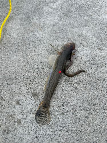 マハゼの釣果
