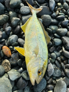 ショゴの釣果
