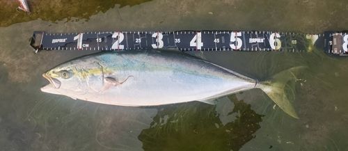 ワラサの釣果