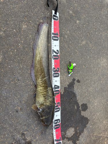 ナマズの釣果