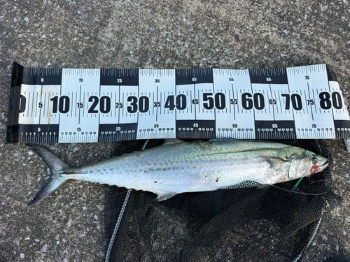 サワラの釣果