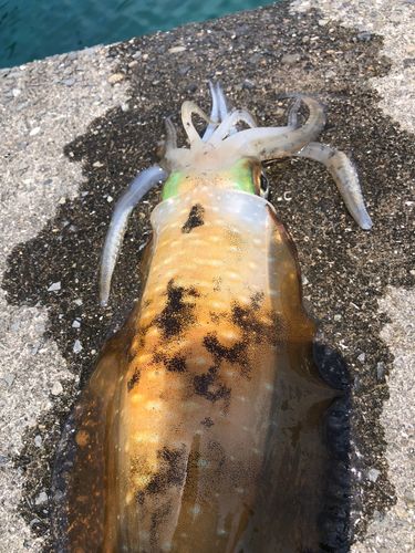 アオリイカの釣果