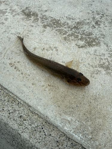 マハゼの釣果
