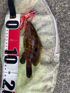 アコウの釣果
