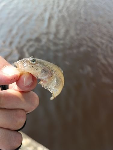 マハゼの釣果