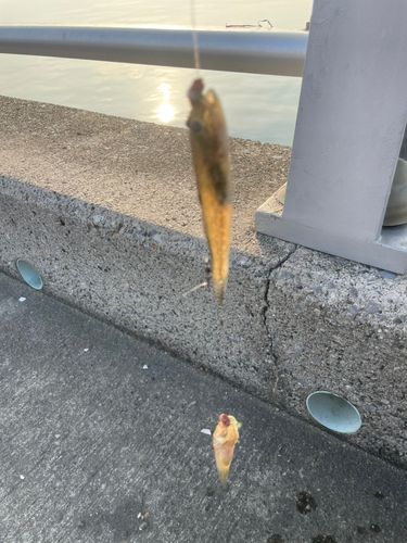ハゼの釣果