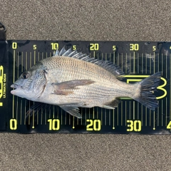 チヌの釣果