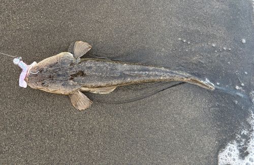 マゴチの釣果