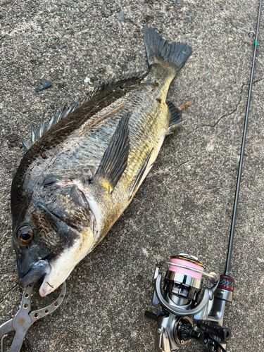 チヌの釣果