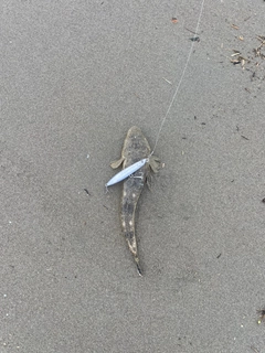 コチの釣果