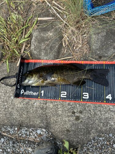 スモールマウスバスの釣果