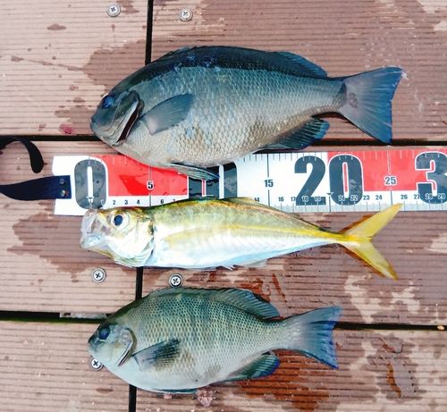 メジナの釣果