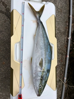 ワラサの釣果