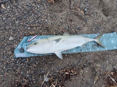 ブリの釣果