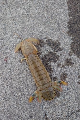 シャコの釣果