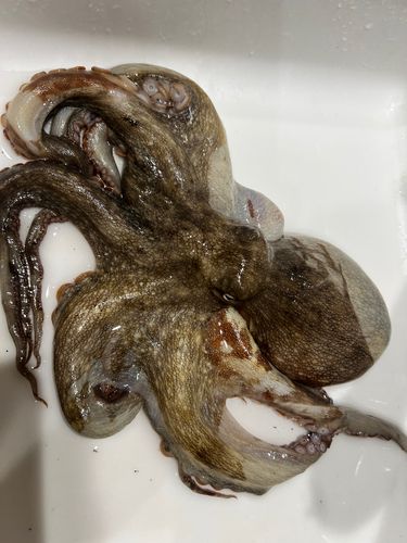 マダコの釣果