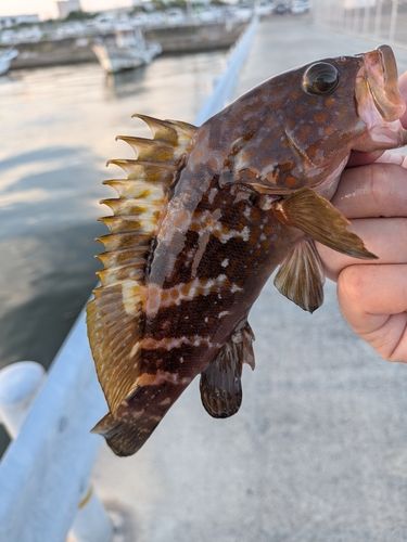 アコウの釣果