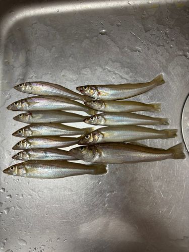キスの釣果