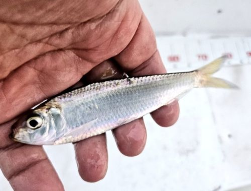 サッパの釣果