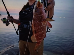 アコウの釣果