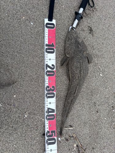 マゴチの釣果