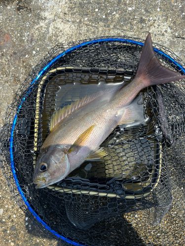 イサキの釣果