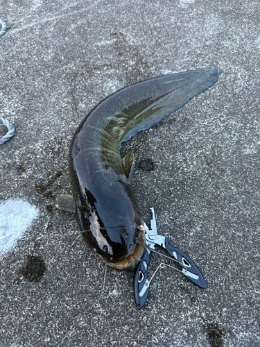 ニホンナマズの釣果
