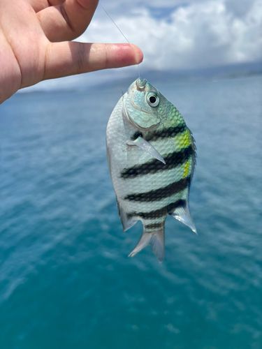 オヤビッチャの釣果