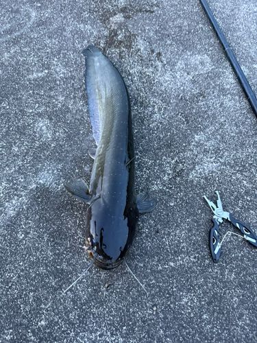 ニホンナマズの釣果
