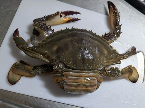 ワタリガニの釣果