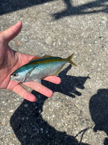 タカベの釣果