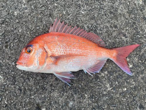 マダイの釣果