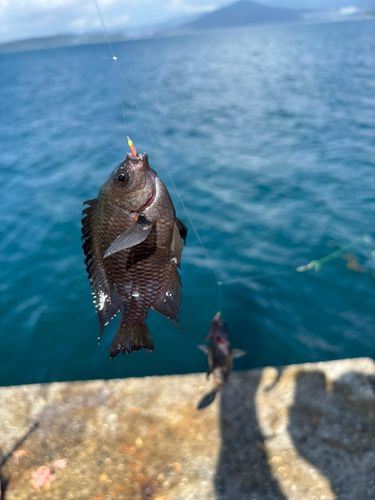 スズメダイの釣果