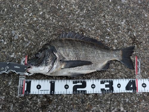 チヌの釣果