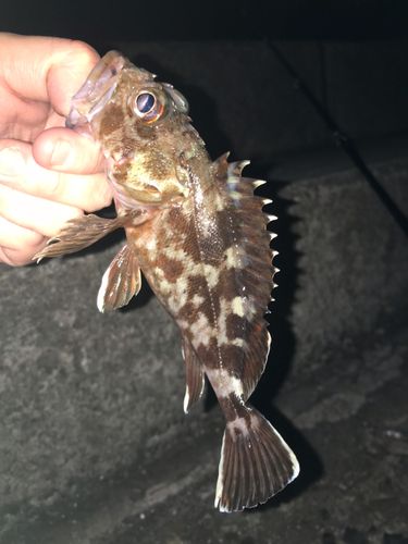 カサゴの釣果