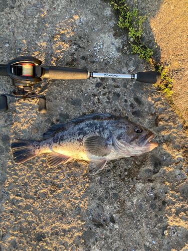 クロソイの釣果