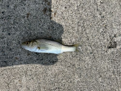 セイゴ（マルスズキ）の釣果