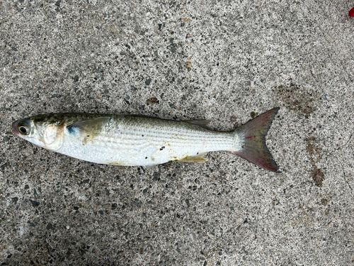 ボラの釣果
