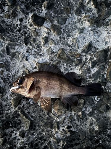 メバルの釣果