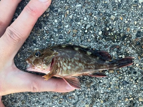 カサゴの釣果