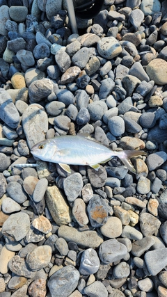 ショゴの釣果