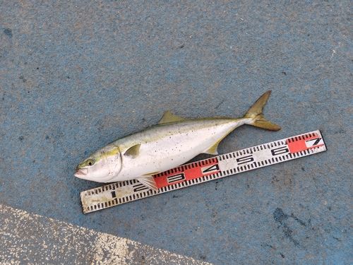 ワラサの釣果