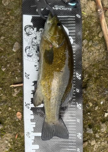 スモールマウスバスの釣果