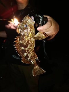 ガシラの釣果