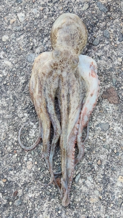 タコの釣果