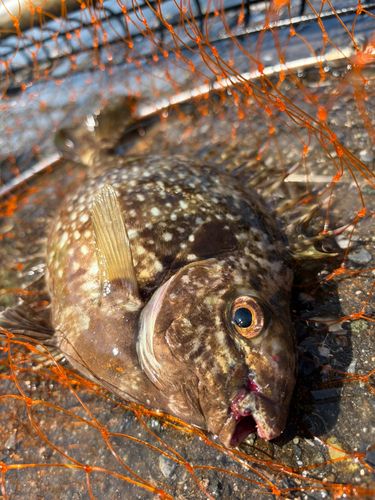 アイゴの釣果