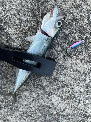 サバの釣果